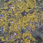 Fungi and lichen