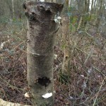 Fungi and lichen on post.