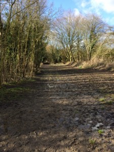 Rather muddy Lavenham Walk footpath.